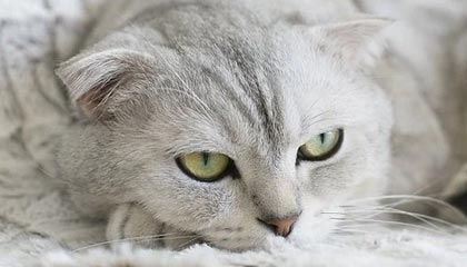 开云在线直播-亚洲杯中国足球出战 球员配合成为看点，足球亚洲杯中国队名单